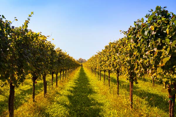 Vineyards